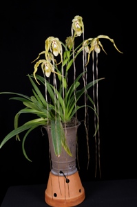 Phragmipedium Tall Tails Huntingtons Ladder AM/AOS 80 pts.Plant